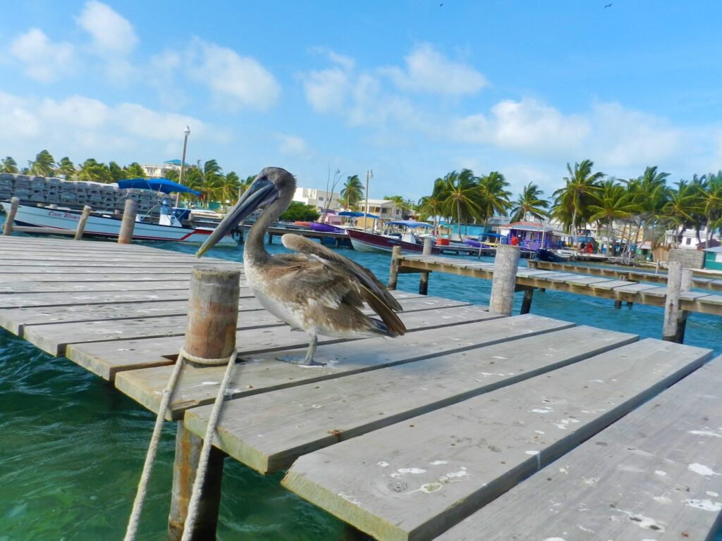Shark and Ray Alley in Gorgeous Belize - 5 Suitcases